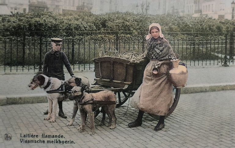 Oude postkaart met Vlaamse melkboerin bij een kar, getrokken door 3 honden.