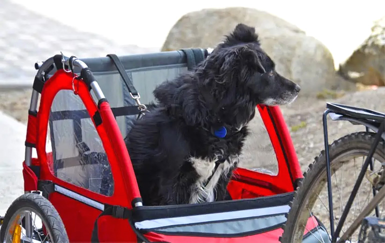 De rollen zijn omgekeerd: de mens trekt de hond. Babboe hondenbakfiets, anno 2024.