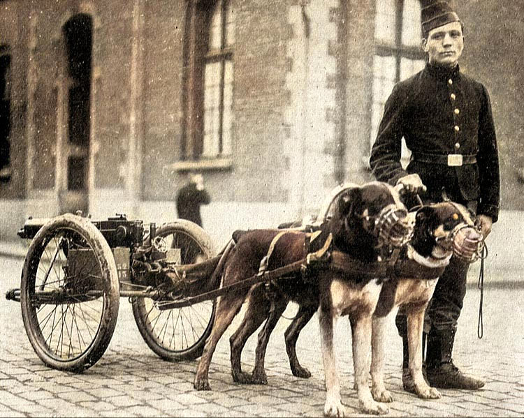 Belgische Mastiff rashonden onder de wapens tijdens WO I om machinegeweer naar het front te trekken
