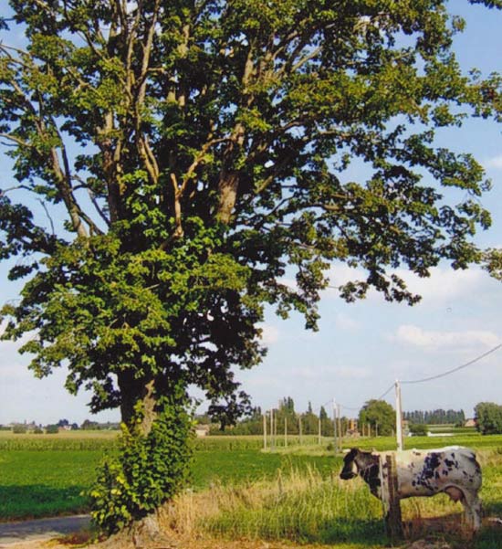 De lindeboom (in 2020 geveld door een storm) waaronder het koortskapelletje stond